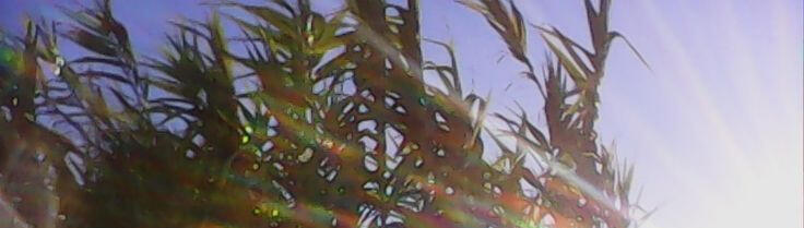 a photograph of sunlight peeking through green leaves